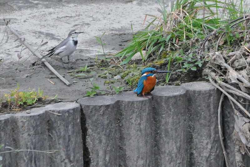 kawasemi_20141224_takase