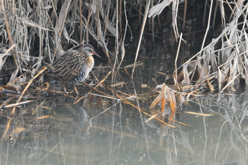 kuina_20141224_takase