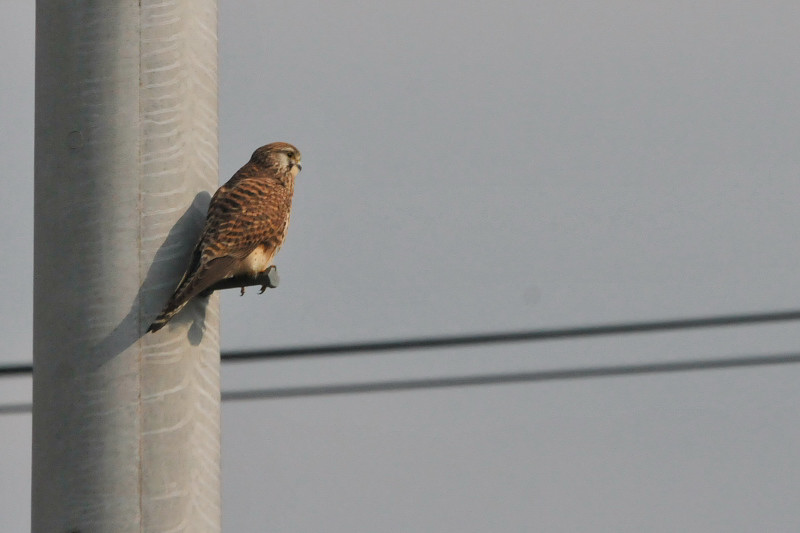 tyogenbo_20141224_takase