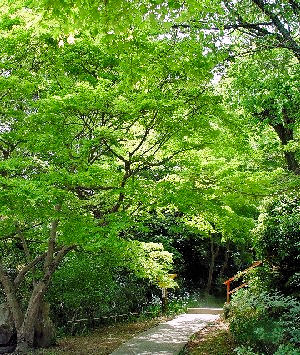 _̎Q@2006/05/01 Photo by Kohyuh