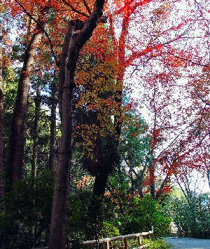 ΐ{̎Q@2004/12/06 Photo by Kohyuh