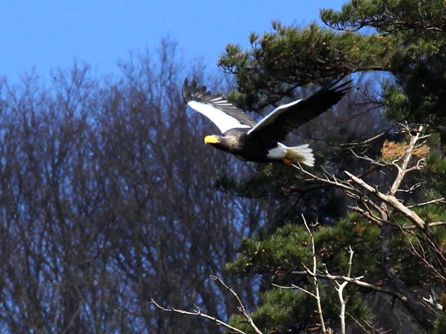 ① オオワシ ♀　成鳥　山本山　湖北町　滋賀県　2013/01/17　Photo by Manda　（写真提供：　萬田）