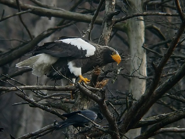 C IIV@ @ꌧ@ 2006/12/16@Photo by Mitchao
