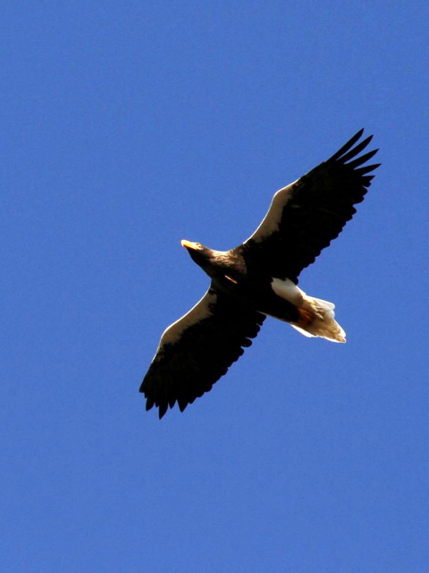 ③ オオワシ ♀　成鳥　山本山　湖北町　滋賀県　2013/01/17　Photo by Manda　（写真提供：　萬田）
