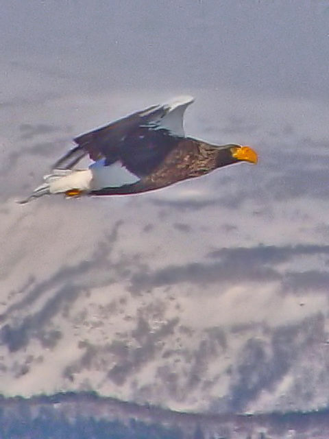 D IIV@ @P@kC@ 2008/02/04@Photo by Kohyuh