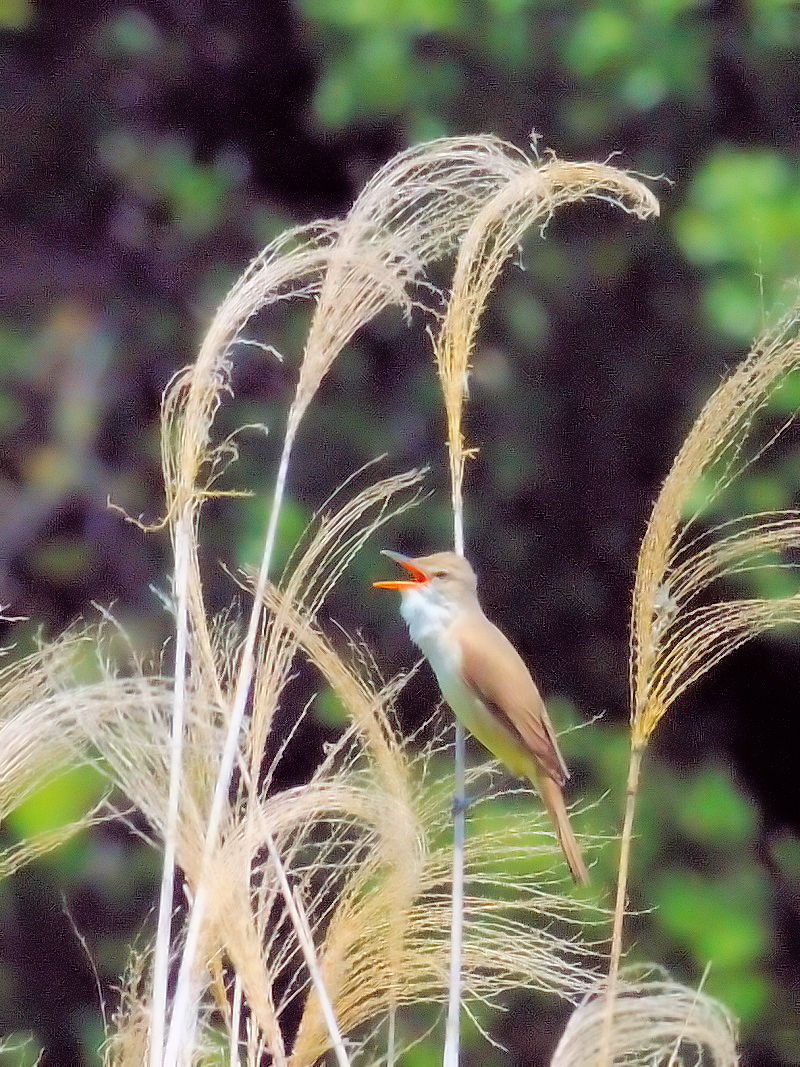 IIVLiQ-1j@@w@s@2017/05/28@Photo by Kohyuh