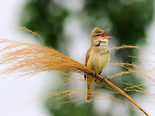 ① オオヨシキリ　成鳥　淀川左岸　枚方市　2012/05/08　Photo by Kohyuh