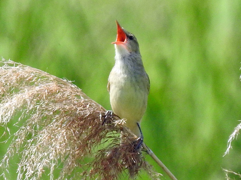  山田池　枚方市　2017/06/04　Photo by Nagamura　（写真提供：　長村）