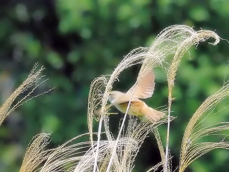 IIVLiQ-2j@@w@s@2017/05/28@Photo by Kohyuh