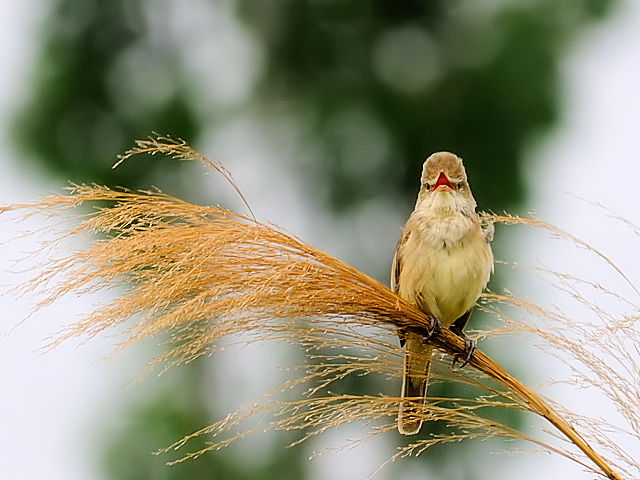 ② オオヨシキリ　成鳥　淀川左岸　枚方市　2012/05/08　Photo by Kohyuh