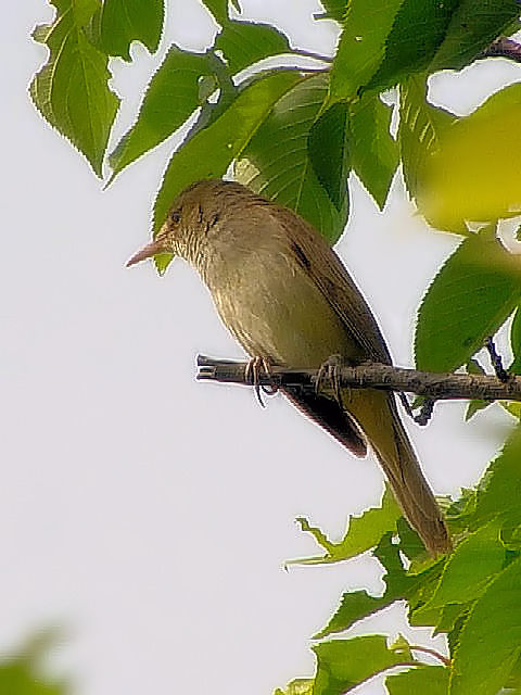 A@IIVL@@J@s@2003/05/16@Photo by Kohyuh