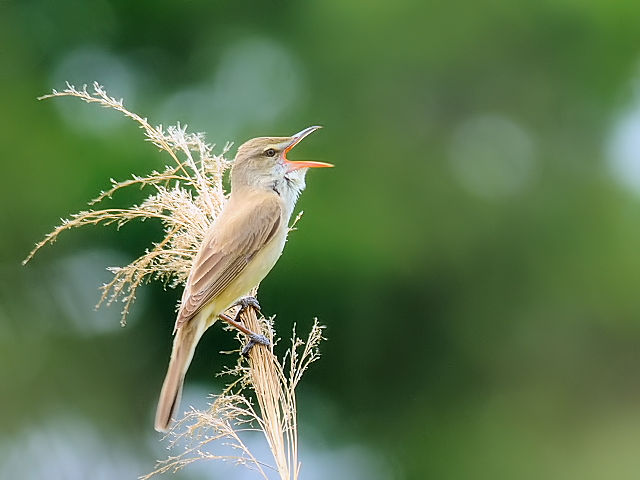 ③ オオヨシキリ　成鳥　淀川左岸　枚方市　2012/05/08　Photo by Kohyuh