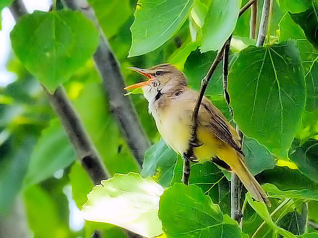 B IIVL@@썶݁@s@2010/05/05@Photo by Kohyuh