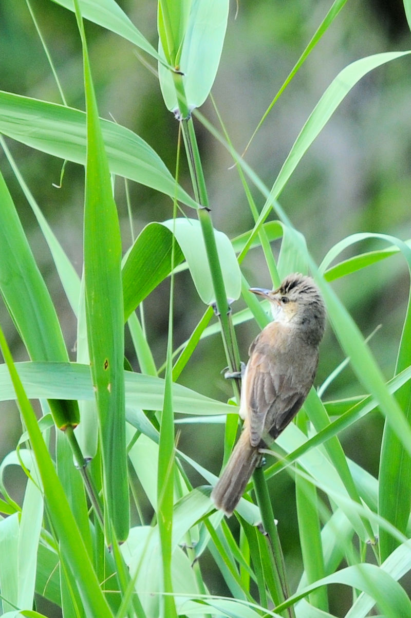 IIVL @J@s@2021/06/11@Photo by Kohyuh