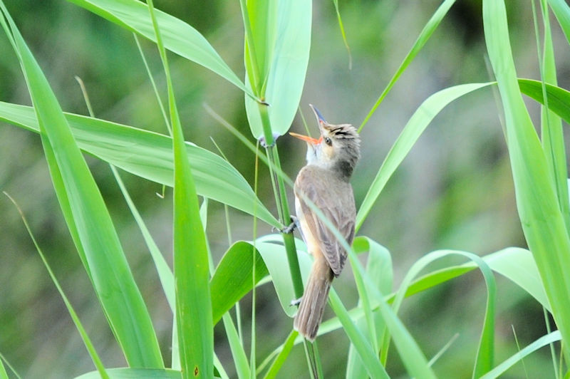 IIVL @J@s@2021/06/11@Photo by Kohyuh