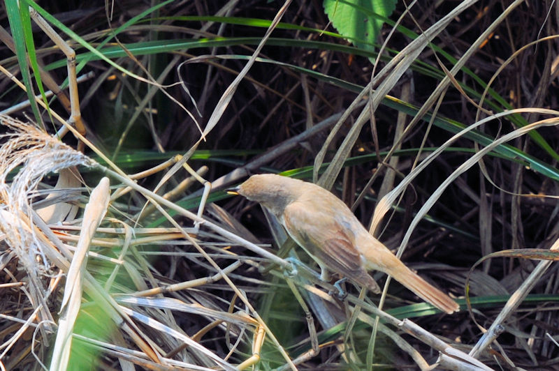 IIVL@J@s@2022/06/17@Photo by Kohyuh