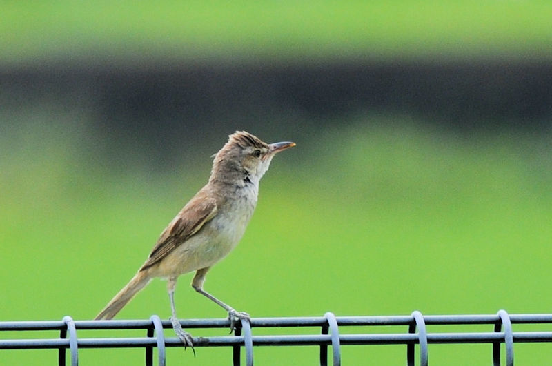 IIVL @J@s@2021/06/30@Photo by Kohyuh