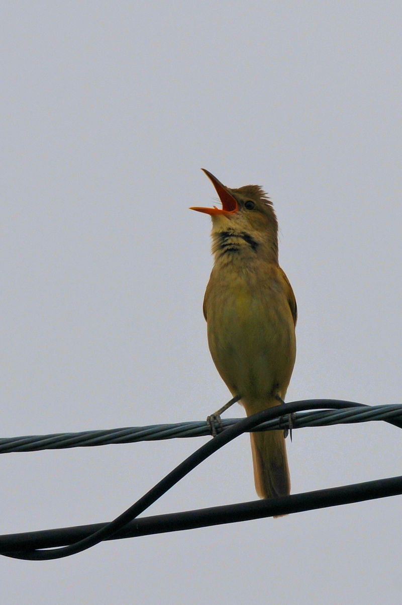 IIVL@@J@s@2022/05/15@Photo by Kohyuh