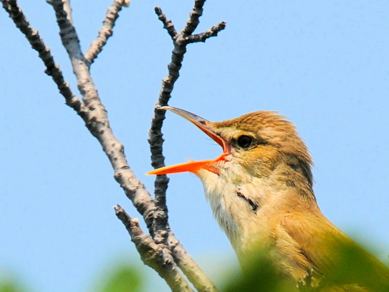 IIVL@@J@s@2022/05/22@Photo by Kohyuh