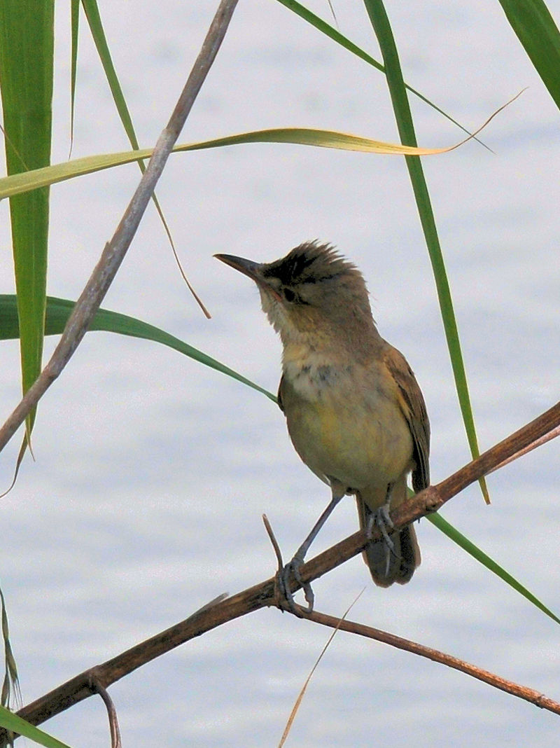 IIVL@cH@J@s@2022/05/30@Photo by Kohyuh