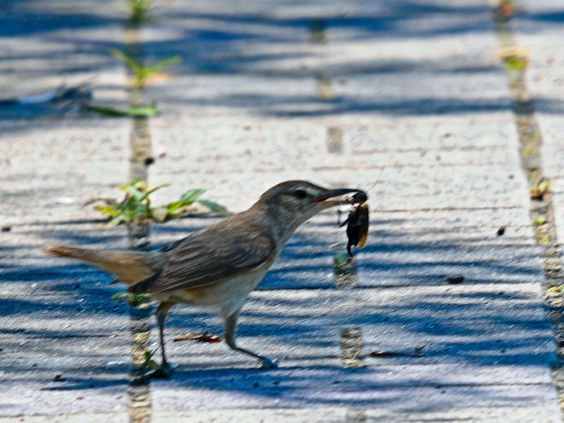 IIVL@J@s@2022/07/01@Photo by Kohyuh