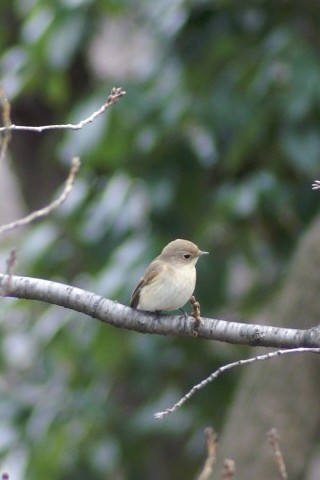 @ IWr^L @s@Βn@2008/01/30@ Photo by Shiba