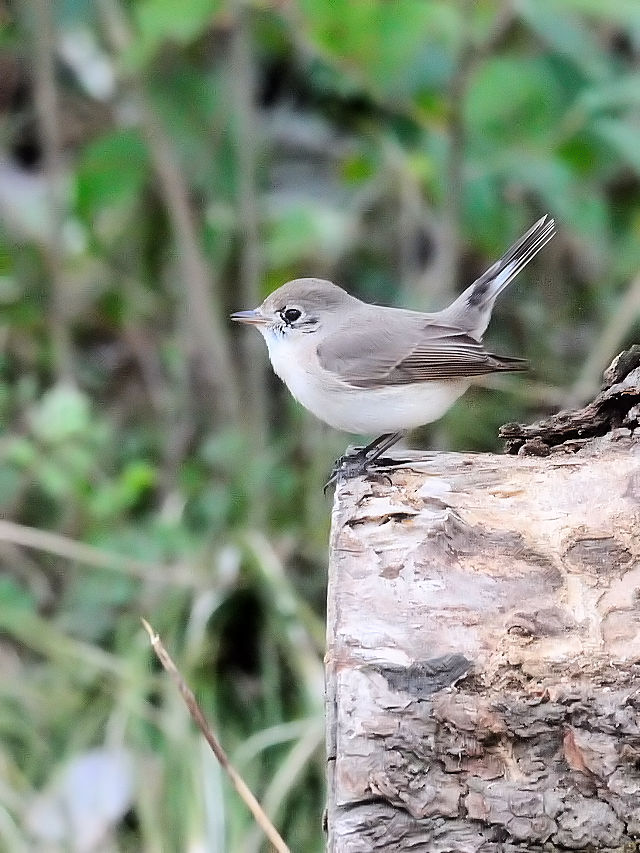 IWr^L @iS-1j@@썶݁@s@2016/03/02@ Photo by Kohyuh