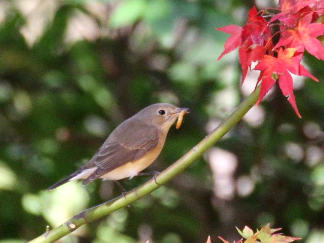 C IWr^L @@s@@013/11/30@ Photo by Manda