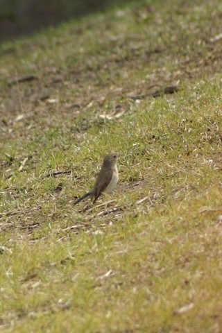 A IWr^L @s@Βn@2008/01/30@ Photo by Shiba