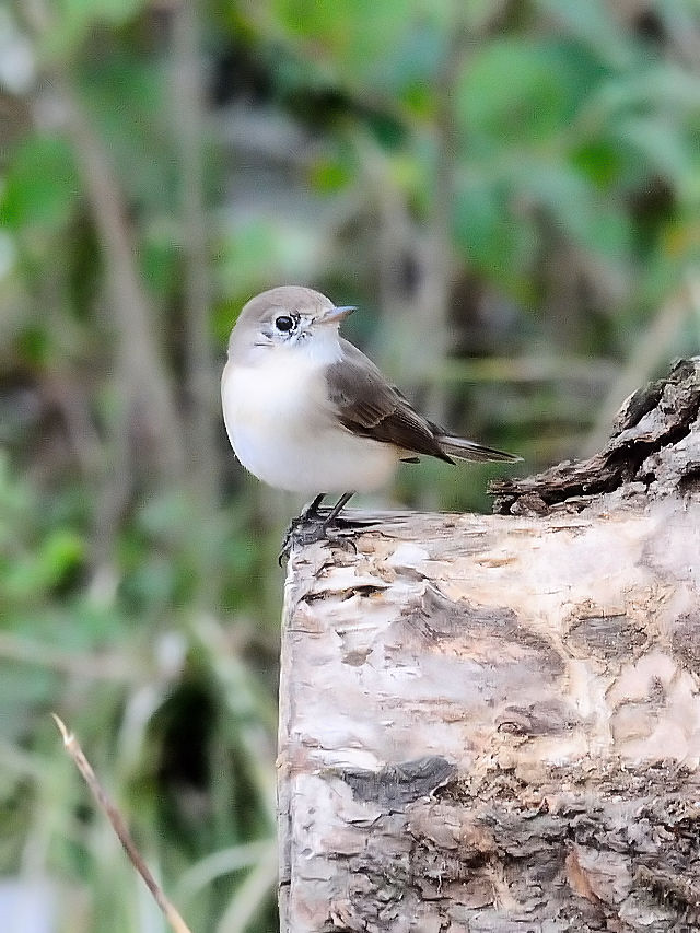 IWr^L @iS-2j@@썶݁@s@2016/03/02@ Photo by Kohyuh