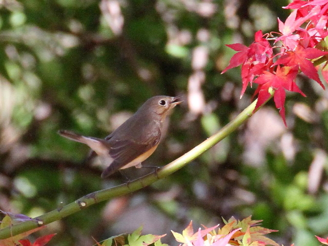 E IWr^L @@s@@013/11/30@ Photo by Manda