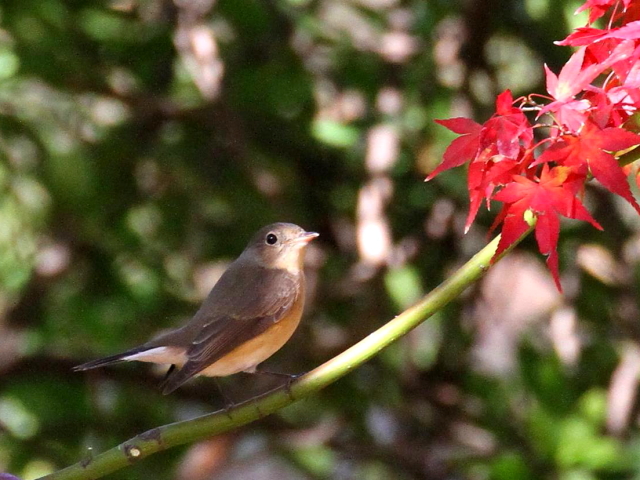 F IWr^L @@s@@013/11/30@ Photo by Manda