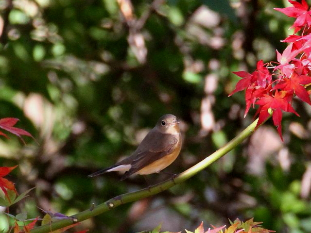 G IWr^L @@s@@013/11/30@ Photo by Manda