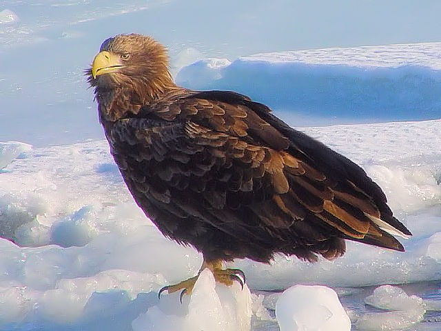 @ IWV@P@kC@ 2008/02/04@Photo by Kohyuh