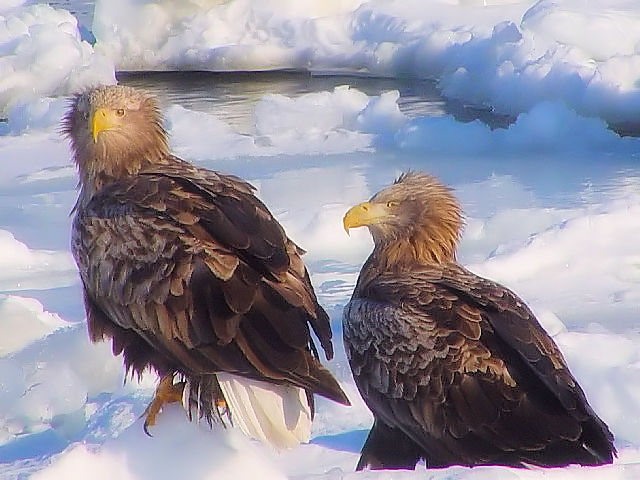 A IWV@P@kC@ 2008/02/04@Photo by Kohyuh