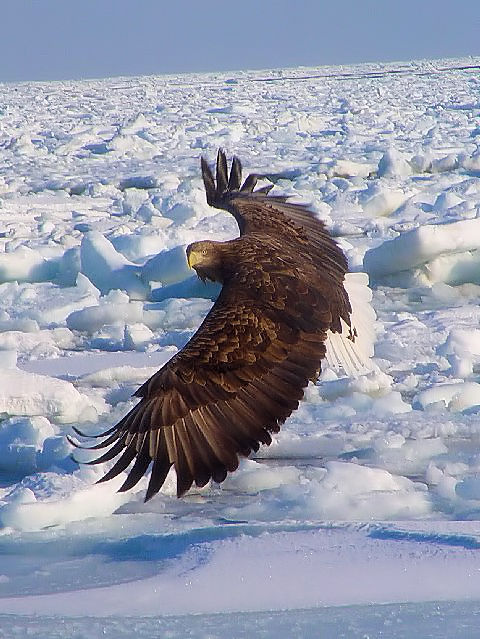 C IWV@юp @P@kC@ 2008/02/04@Photo by Kohyuh