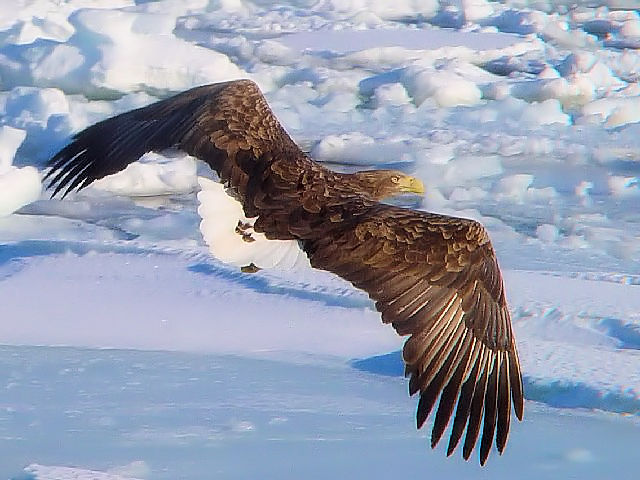 B IWV@юp @P@kC@ 2008/02/04@Photo by Kohyuh