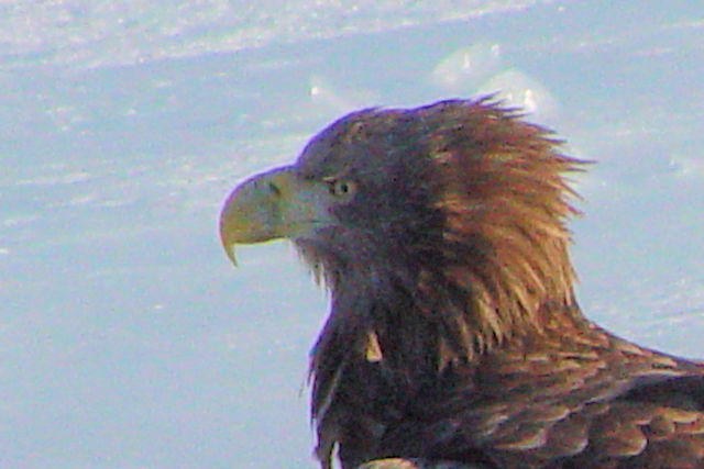 IWV @P@kC@ 2008/02/04@Photo by Kohyuh