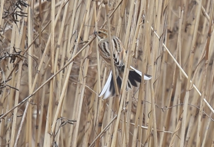 平城京の野鳥たち（７態-1）　平城京　奈良市　2018/01/14　Photo by Hyashi　（写真提供：　林）