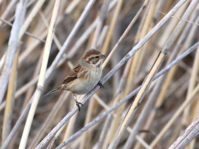 Photo-20140209-1@IIW@iQ-1j@@~H@s@J@2014/02/09@Photo by Manda