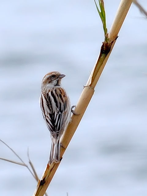 C  IIW @@s@w@2010/03/28@Photo by Kohyuh