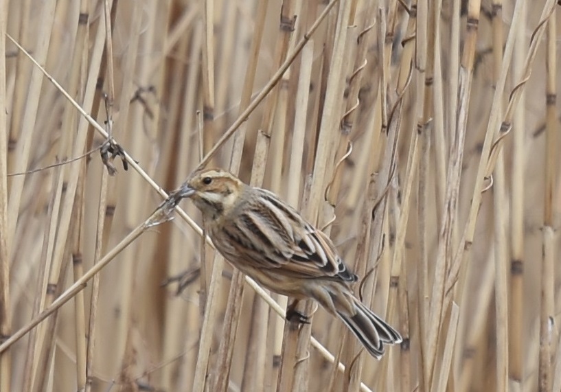 平城京の野鳥たち（７態-2）　平城京　奈良市　2018/01/14　Photo by Hyashi　（写真提供：　林）