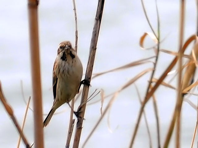 D  IIW @@s@w@2010/03/28@Photo by Kohyuh