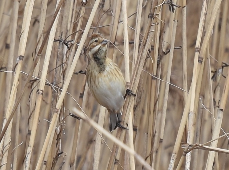 平城京の野鳥たち（７態-3）　平城京　奈良市　2018/01/14　Photo by Hyashi　（写真提供：　林）
