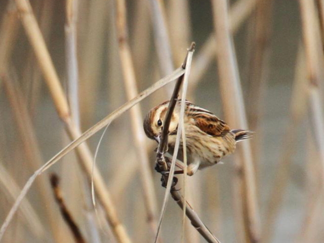 E IIW@@~H@̌΁@ꌧ@2013/02/07@Photo by Manda@iʐ^񋟁F@ݓcj