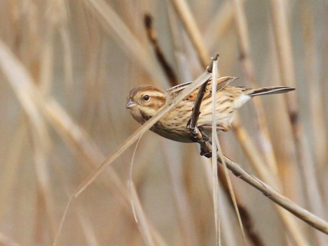 F IIW@@~H@̌΁@ꌧ@2013/02/07@Photo by Manda@iʐ^񋟁F@ݓcj