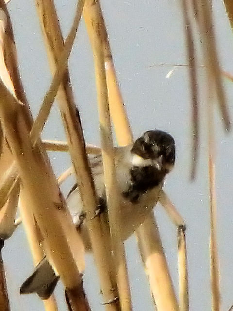 A IIW@@~H@Ls@zr@2010/02/23@Photo by Kohyuh