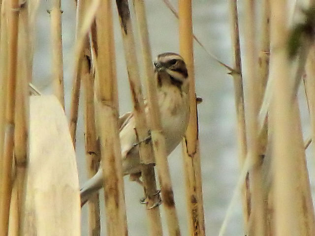 B IIW@@~H@Ls@zr@2010/02/23@Photo by Kohyuh