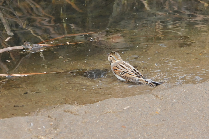 オオジュリン （１２態-10）　大谷川　八幡市　2015/02/19-2015/03/21　Photo by Takase