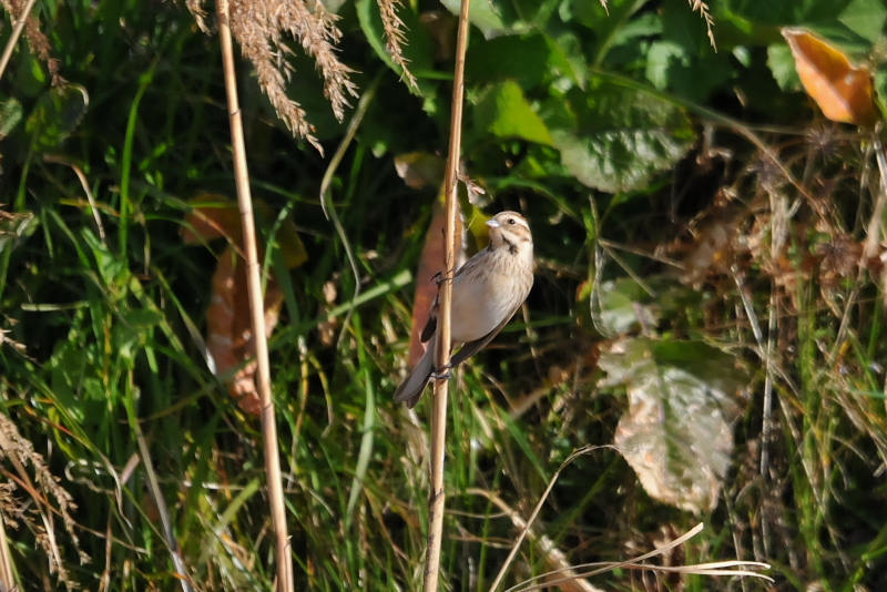 オオジュリン （１２態-11）　大谷川　八幡市　2015/02/19-2015/03/21　Photo by Takase